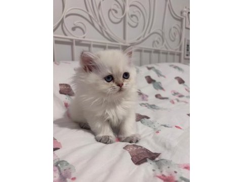 Safkan british longhair bebekler
