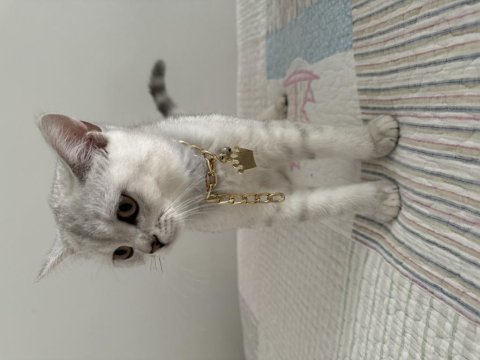 Safkan silver yakışıklı british shorthair oğlum