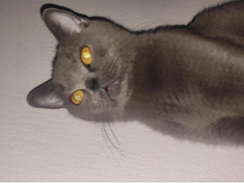 Anaç british shorthair kedimiz