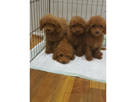 Red brown a kalite orjinal toy poodle yavrular