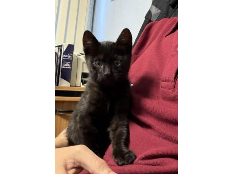 3,5 aylık evcil tekir