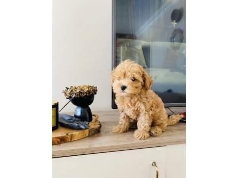 Orjinal mini boy maltipoo süs köpeği