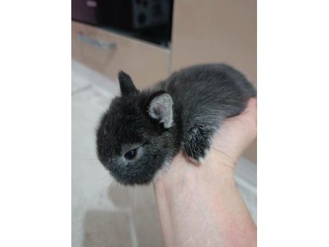 Safkan black otter cüce tavşan yavrular