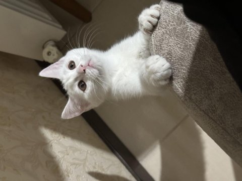 Dünya tatlısı yavru british shorthair