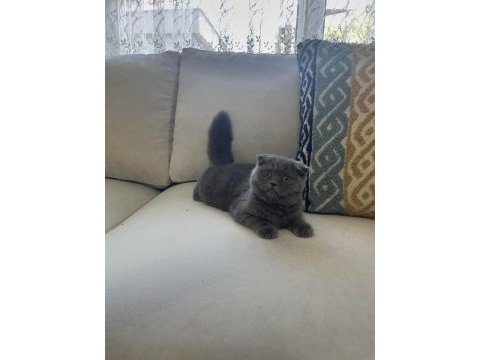 Sevimli yuvarlak suratlı scottish fold yavrumuz
