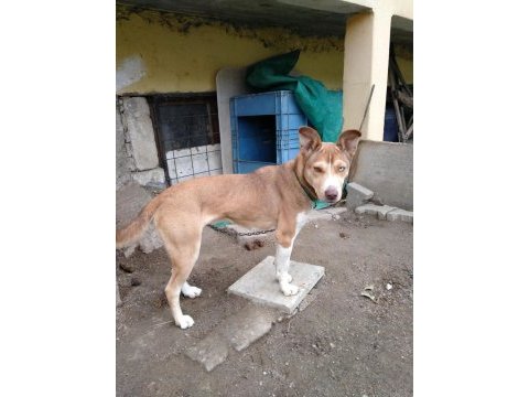 Yavru husky