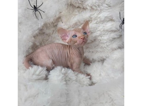 Özenle yetiştirilen sphynx yavrular