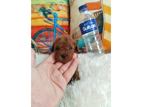 Kore ırk ve saglık garantılı poodle