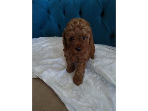 Red toy poodle