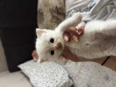 British shorthair - scottish fold kedimiz