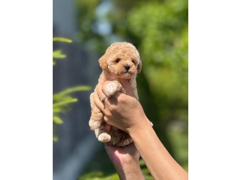 Minnak maltipoo yavrularım ye yuva arıyorum