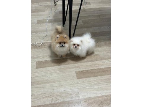 Ultra kalite ayı surat pomeranian boo