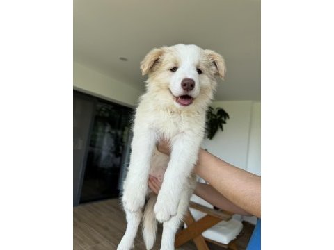 Safkan border collie yavruları (eered border collie)