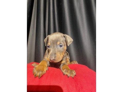 Nadir renk king doberman yavrular (estetikli)
