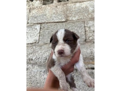 İki haftaya teslime hazır border collie yavrular