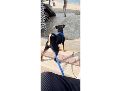 Yerinde duramayan chihuahua