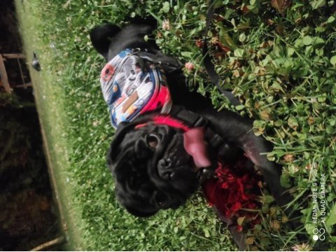 Siyah erkek pug