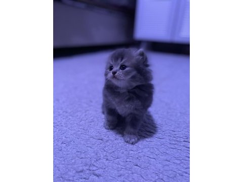 British longhair