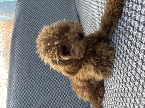 Tea cup ponçik poodle