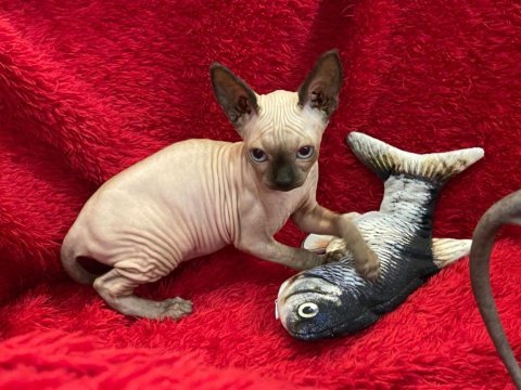 Sphynx sfenks tüysüz dişi erkek yavruları