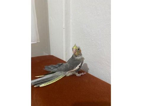 Yavru sultan papağanı
