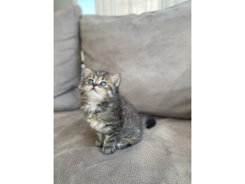British shorthair yavrularımız