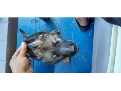Tr de tek dulkenburn köpeğimiz