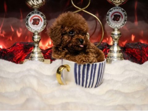 Toy poodle yavru erkek ve dişi yavrular ücretsiz teslimat
