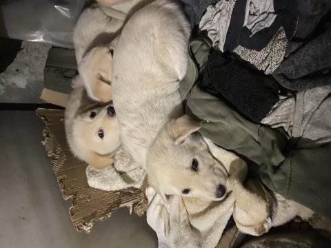 Minik bembeyaz golden retriever yavruları
