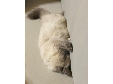 8 aylık british longhair silver cinsi