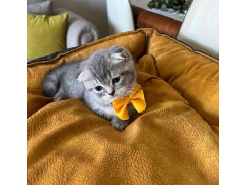 Scottish fold erkek yavrumuza yuva uyguna