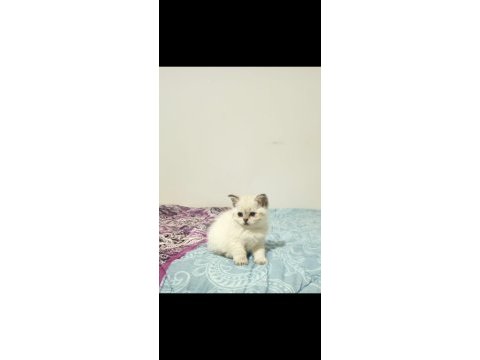 British shorthair / longhair yavrular