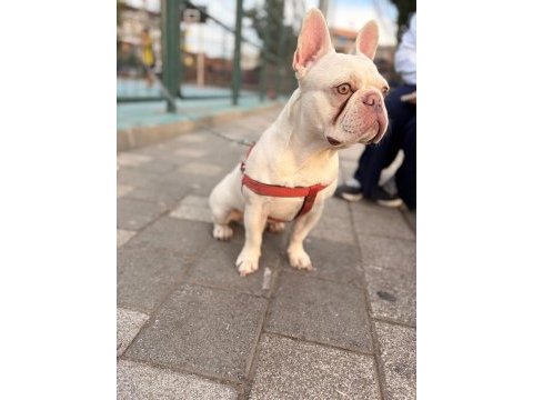 Safkan kaliteli fransız bulldog