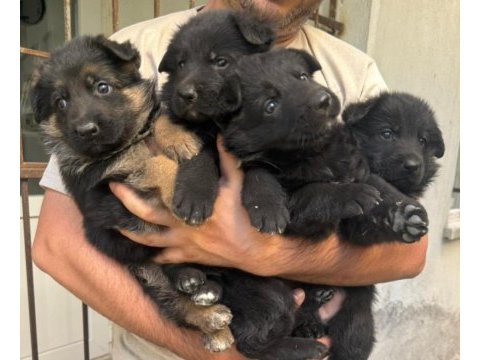 Alman çoban köpeği showline