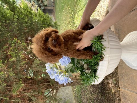 1 yaşında dişi kore poodle