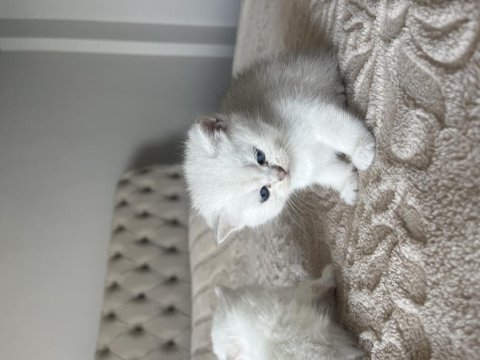 Mavi gözlü british shorthair yavru kediler
