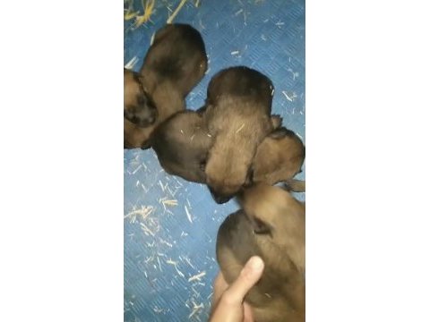 30 günlük belçika malinois yavrular