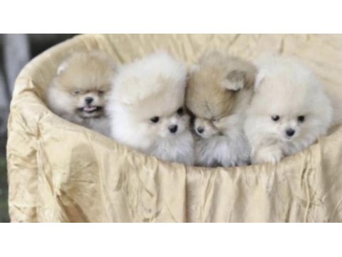 Pomeranian boo köpekleri