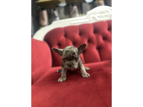 Merle french bulldog