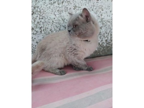 1 yaşında erkek british shorthair sahiplendirilecektir