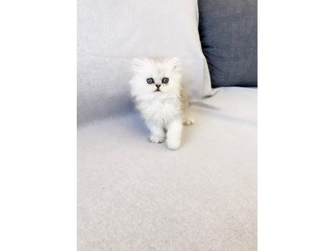 Safkan chinchilla silver prens