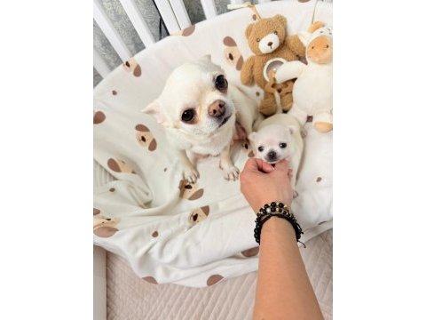 Chihuahua yavruları