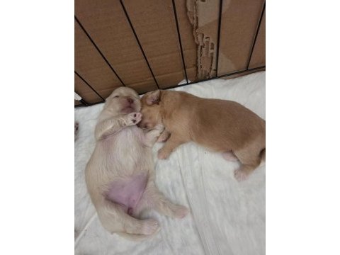 Yavru köpekler
