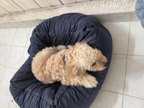Köpeğimizin bütün bakımları aşıları yapılmıştır