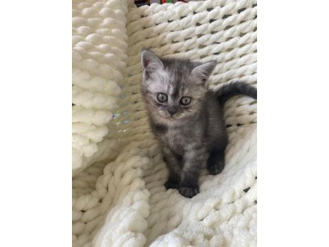British shorthair yavru kedim