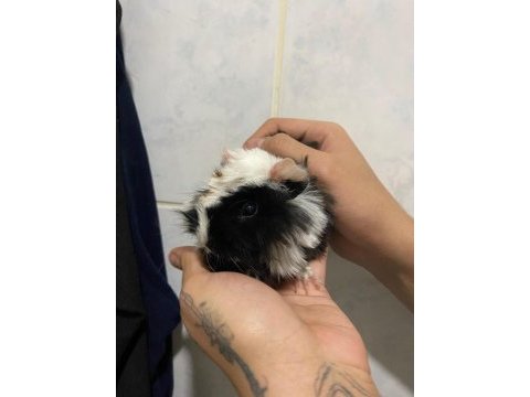 Dişi 3 3.5 aylık ginepig