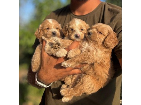Maltipoo yavru köpeklerimiz
