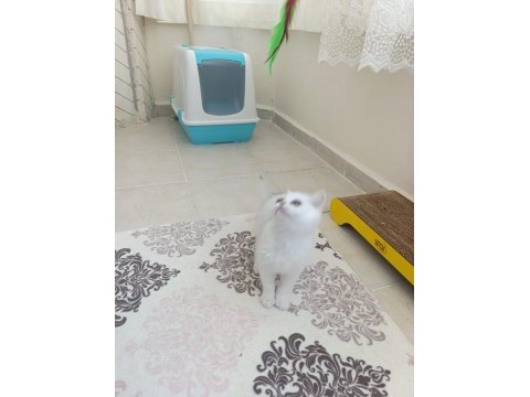 British shorthair beyaz