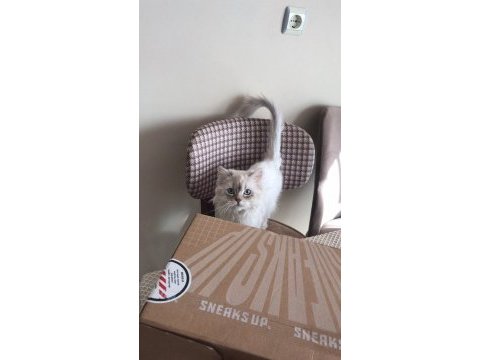 British shorthair 8 aylık