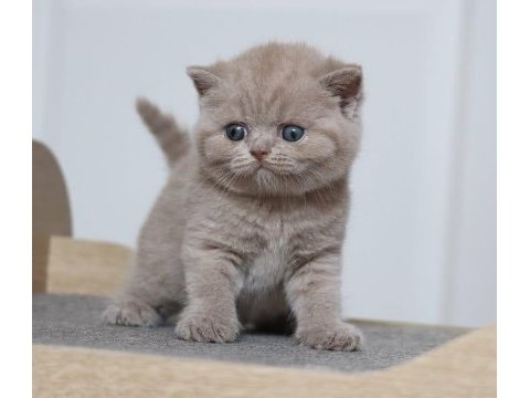 Latte lilac british shorthair